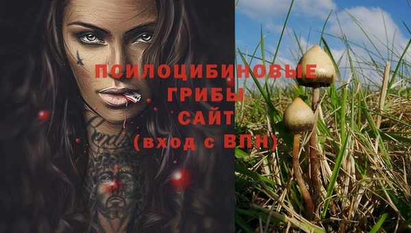 прущие грибы Нефтекумск