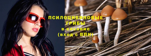 прущие грибы Нефтекумск
